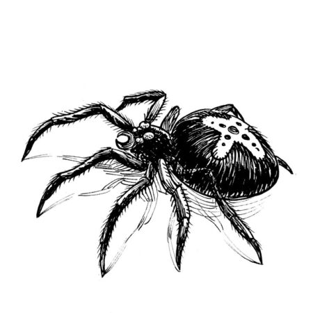 Spider Tattoo Ideas